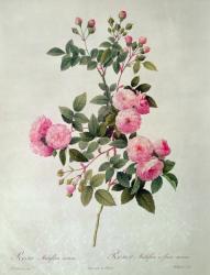 Les Roses de Thory, Rosa Multiflora Carnea (lithograph) | Obraz na stenu