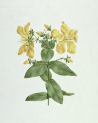 Feel-Fetch (Hypericum quartinianum) (w/c over graphite on paper) | Obraz na stenu