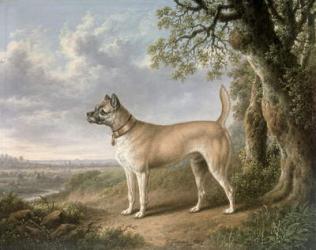 A Terrier on a path in a wooded landscape | Obraz na stenu
