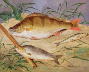 An Angler's Catch of Coarse Fish (oil on panel) | Obraz na stenu