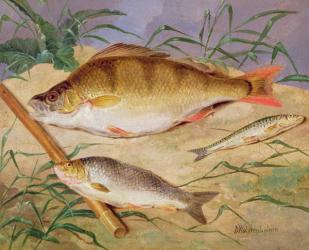 An Angler's Catch of Coarse Fish (oil on panel) | Obraz na stenu