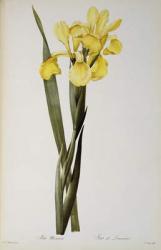 Iris Monnieri, from `Les Liliacees', 1808 (coloured engraving) | Obraz na stenu