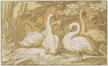 A Group of Swans (pen and wash and bodycolour on paper) | Obraz na stenu