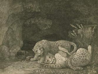 Tygers at Play, engraved by the artist, pub. 1789 (etching) | Obraz na stenu