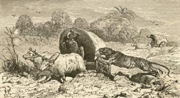 A Bengal tiger attacking a covered wagon in India in the 19th century. From El Museo Popular published Madrid, 1889 | Obraz na stenu