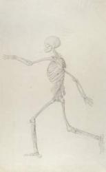 Human Skeleton, Lateral View seen from the Left, Running, illustration from 'A Comparative Anatomical Exposition of the Structure of the Human Body with that of a Tiger and a Common Fowl', 1795-1806 (graphite on thin wove paper) | Obraz na stenu