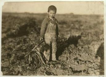6 year old Jo pulling sugar beets on a farm near Sterling, Colorado, 1915 (b/w photo) | Obraz na stenu