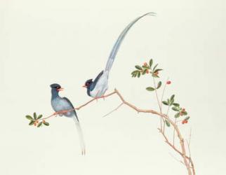 Red-billed blue magpies, on a branch with red berries, Ch'ien-lung period (1736-96) (colour on paper) | Obraz na stenu