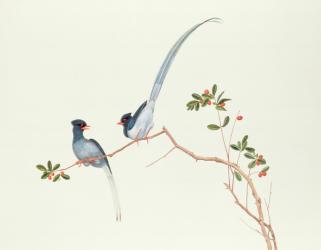 Red-billed blue magpies, on a branch with red berries, Ch'ien-lung period (1736-96) (colour on paper) | Obraz na stenu