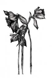 Black Daffodils, Black Ink Floral Series, 2017, (pigment ink) | Obraz na stenu