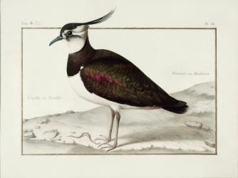 A Lapwing (w/c on vellum) | Obraz na stenu