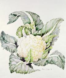 Cauliflower Study, 1993 (w/c) | Obraz na stenu