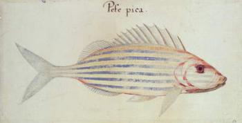 Blue striped grunt fish (w/c on paper) | Obraz na stenu