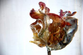 Water Tulip 4, 2013, photograph | Obraz na stenu