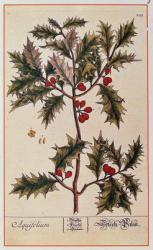 Holly from 'A Curious Herbal', 1782 | Obraz na stenu