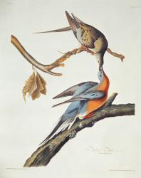 Passenger Pigeon, from 'Birds of America' | Obraz na stenu