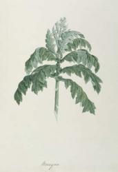 Maraqua, illustration from Forty-one Botanical Drawings with Notes (graphite, w/c and b/c on paper) | Obraz na stenu