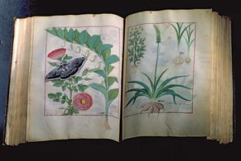 Ms Fr. Fv VI #1 Two pages depicting Rose and Garlic, from 'The Book of Simple Medicines' by Mattheus Platearius (d.c.1161) c.1470 (vellum) | Obraz na stenu