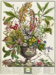 January, from `Twelve Months of Flowers', by Robert Furber (c.1674-1756) engraved by Henry Fletcher (colour engraving) | Obraz na stenu
