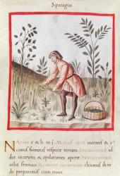 Ms 3054 fol.23v Harvesting Asparagus, from 'Tacuinum Sanitatis' (vellum) | Obraz na stenu