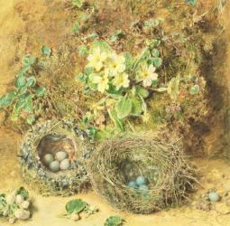 Primroses and Birds' Nests (w/c on paper) | Obraz na stenu
