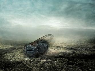 Fly, 2013, (Photo manipulation) | Obraz na stenu