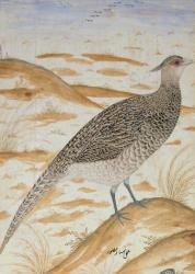 Himalayan cheer pheasant, Jahangir Period, Mughal, c.1620 (watercolour) | Obraz na stenu