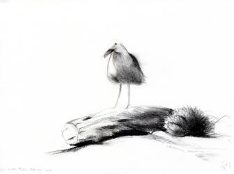 California Seagull, 2012, (charcoal on paper) | Obraz na stenu