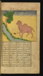 A Mouse, Clutching the Reins of a Camel, at a Stream of Water, illustration from 'A Collection of Poems', by Jalal al-Din Rumi, 1663 (ink & pigments on paper) | Obraz na stenu