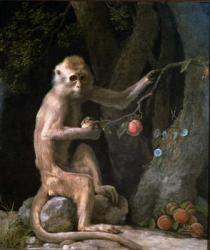 Portrait of a Monkey dated 1774 | Obraz na stenu