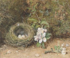 Bird's Nest with Sprays of Apple Blossoms, c.1845-50 (bodycolour and w/c with chalk and gum on paper) | Obraz na stenu