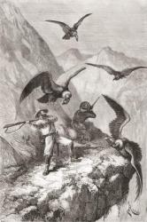 douard Fran̤ois Andr̩ and companion being attacked by condors near Calacali, Pichincha Province, Ecuador, during his botanising expedition in the foothills of the Andes in 1875-76 (engraving) | Obraz na stenu