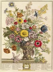 November, from 'Twelve Months of Flowers' by Robert Furber (c.1674-1756) engraved by Henry Fletcher (colour engraving) | Obraz na stenu