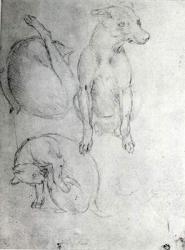 Study of a dog and a cat, c.1480 (metalpoint on paper) | Obraz na stenu