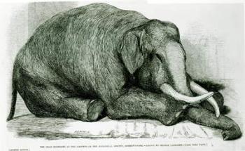 The Dead Elephant at the Gardens of the Zoological Society, Regents Park, from 'The London Illustrated News' (litho) (b/w photo) | Obraz na stenu