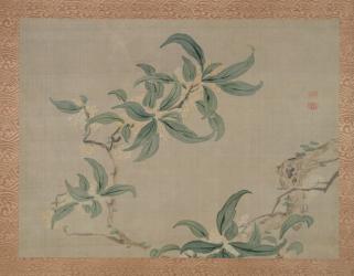 Blossom, 1851 (watercolour on silk) | Obraz na stenu