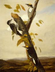 Black-Backed Three-Toed Woodpecker, 1831-3 (pencil and oil on canvas) | Obraz na stenu