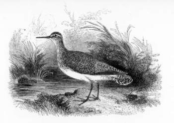 The Common Sandpiper, illustration from 'A History of British Birds' by William Yarrell, first published 1843 (woodcut) | Obraz na stenu