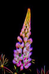 Summer Flower, 2016, (Direct Print on Brushed Aluminium, BUTLERFINISH® Look) | Obraz na stenu