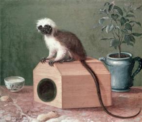 The Favourite Monkey of Carl Linnaeus (1707-78) (oil on canvas) | Obraz na stenu
