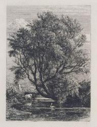 The Willow (etching) | Obraz na stenu