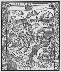 July, haymaking, Cancer, illustration from the 'Almanach des Bergers', 1491 (xylograph) (b/w photo) | Obraz na stenu