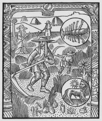 July, haymaking, Cancer, illustration from the 'Almanach des Bergers', 1491 (xylograph) (b/w photo) | Obraz na stenu