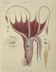 Squid, Pl.2 from 'Histoire Naturelle Generale et Particuliere des Cephalopodes Acetabuliferes', pub. by Ferussac & D'Orbigny, Paris, 1835-48, (colour litho) | Obraz na stenu