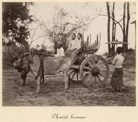 Cart pulled by two oxen at Mandalay, Burma, c.1885 (albumen print from a glass negative) (b/w photo) | Obraz na stenu