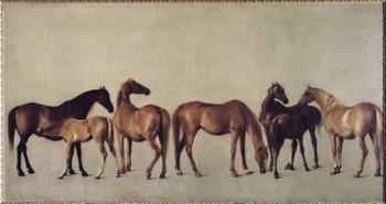 Mares and Foals without a Background, c.1762 | Obraz na stenu