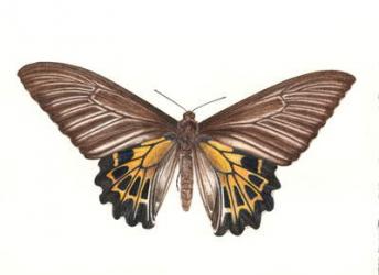 Birdwing Butterfly, 2006 (w/c on paper) | Obraz na stenu