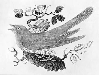 The Cuckoo (Cuculus canorus) from the 'History of British Birds' Volume I, pub. 1797 (wood engraving) | Obraz na stenu