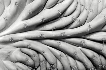 succulent2 | Obraz na stenu
