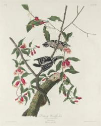 Downy Woodpecker, 1831 (coloured engraving) | Obraz na stenu